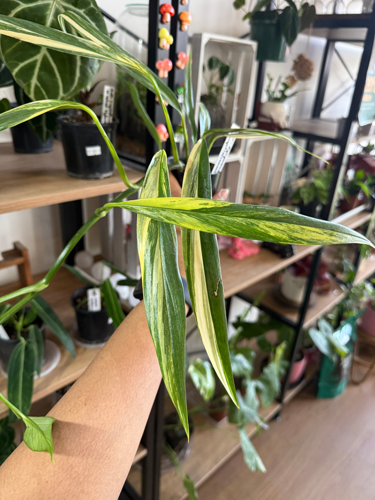 Variegated Epipremnum 'Amplissimum'
