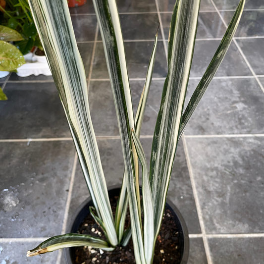 Sansevieria (pick up only)