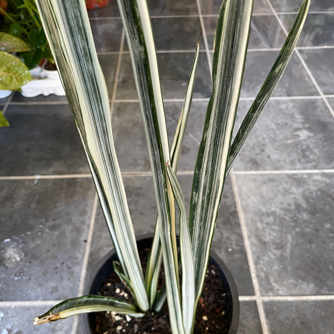 Sansevieria (pick up only) - Wera Plants