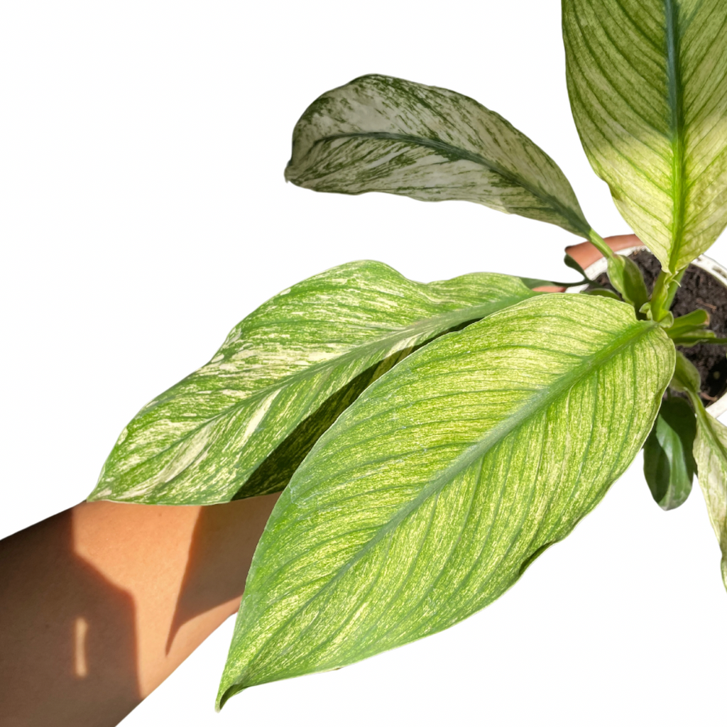 spathiphyllum-jessica