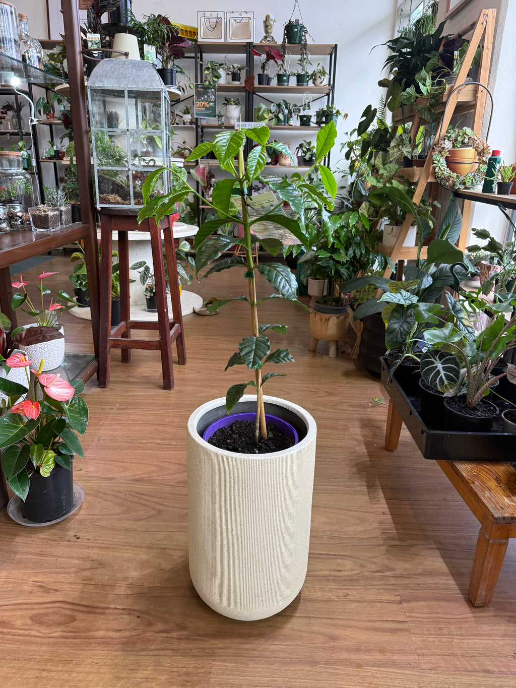 Coffee Plant Arabica