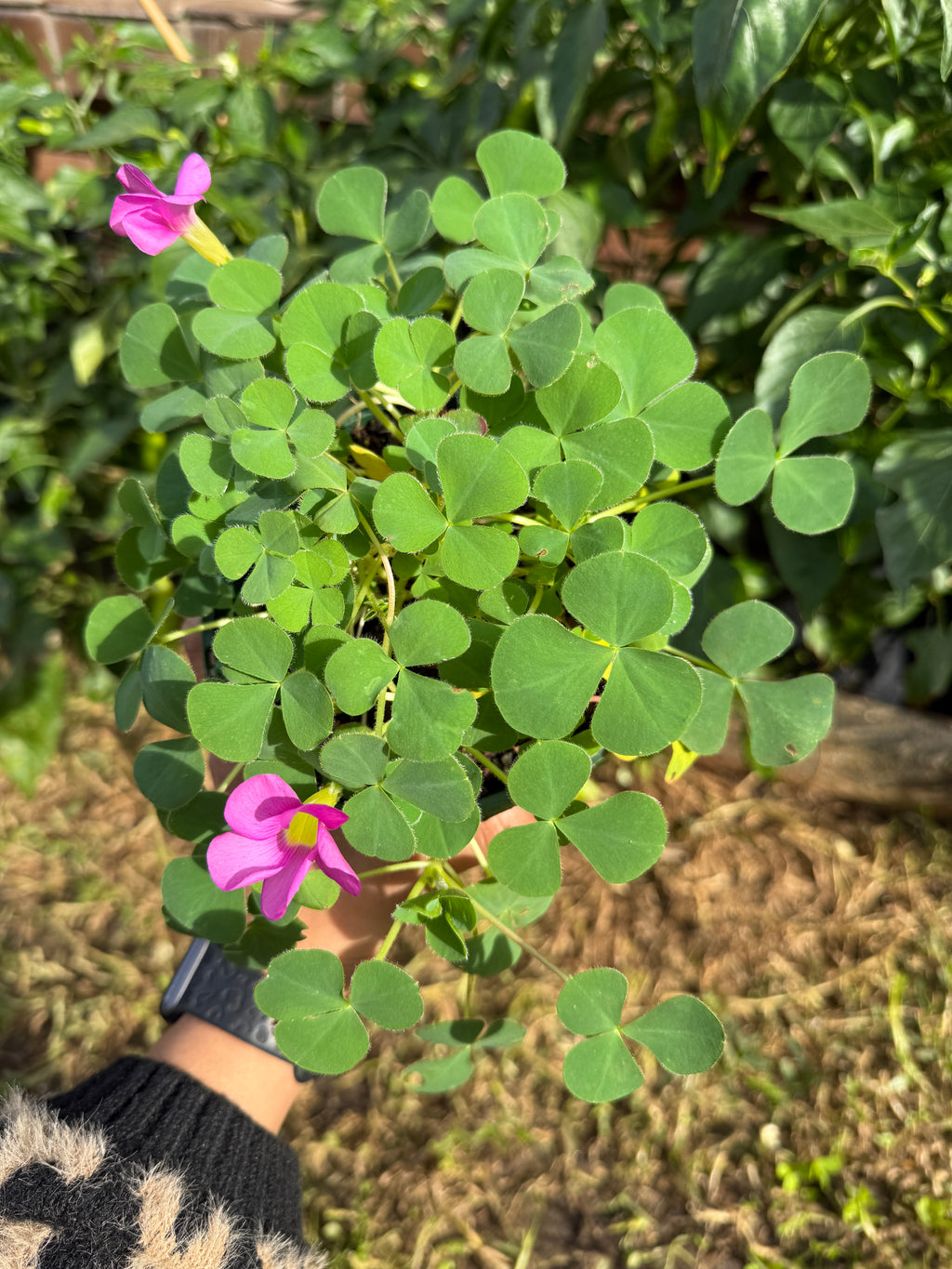 Oxalis Purpurea – Green Leaf