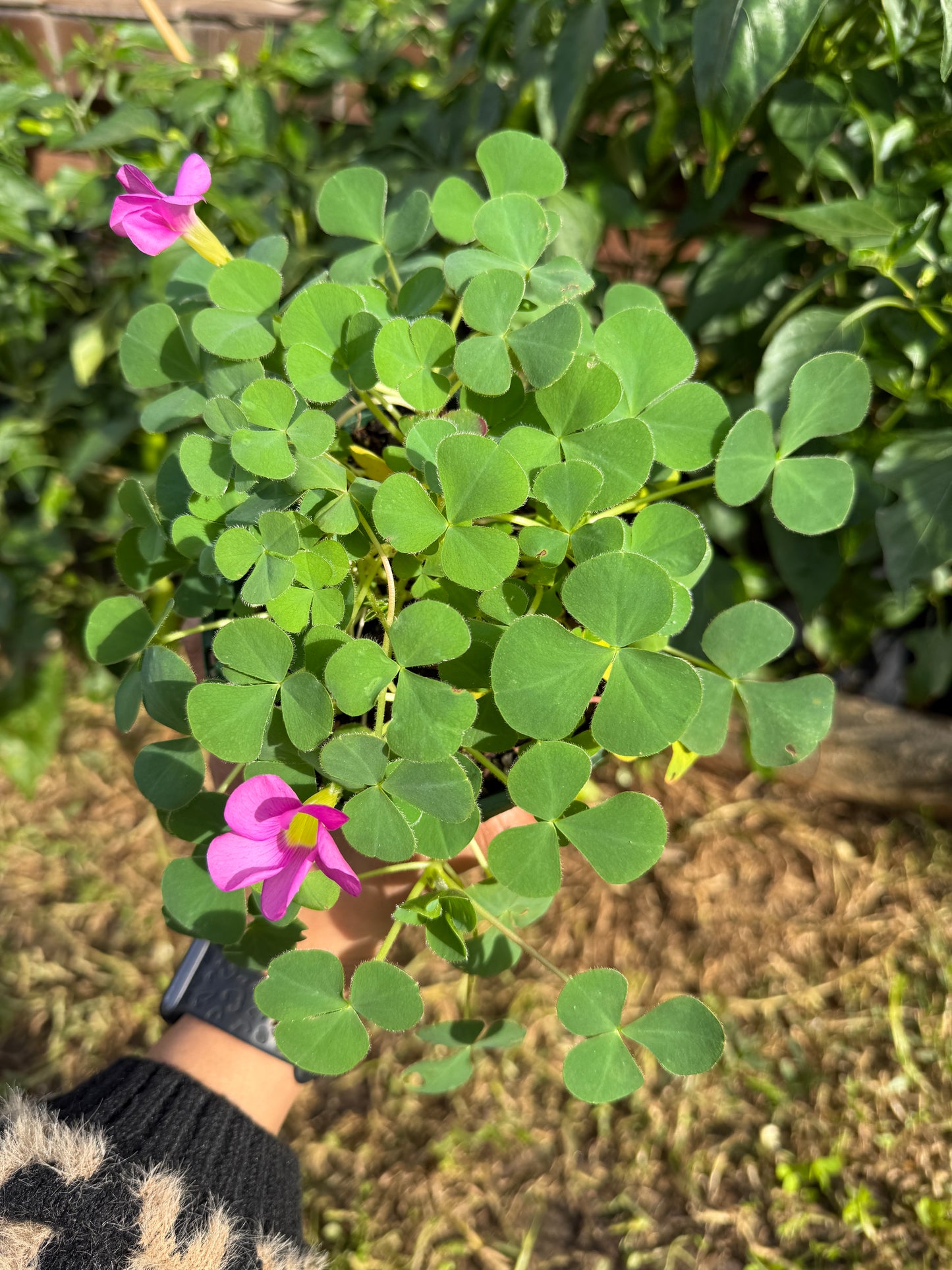 Oxalis Purpurea – Green Leaf