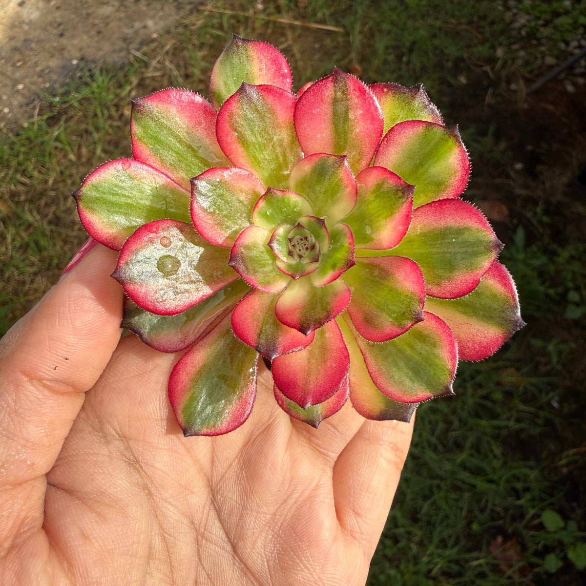 Aeonium Arboreum ‘Red Sunny’