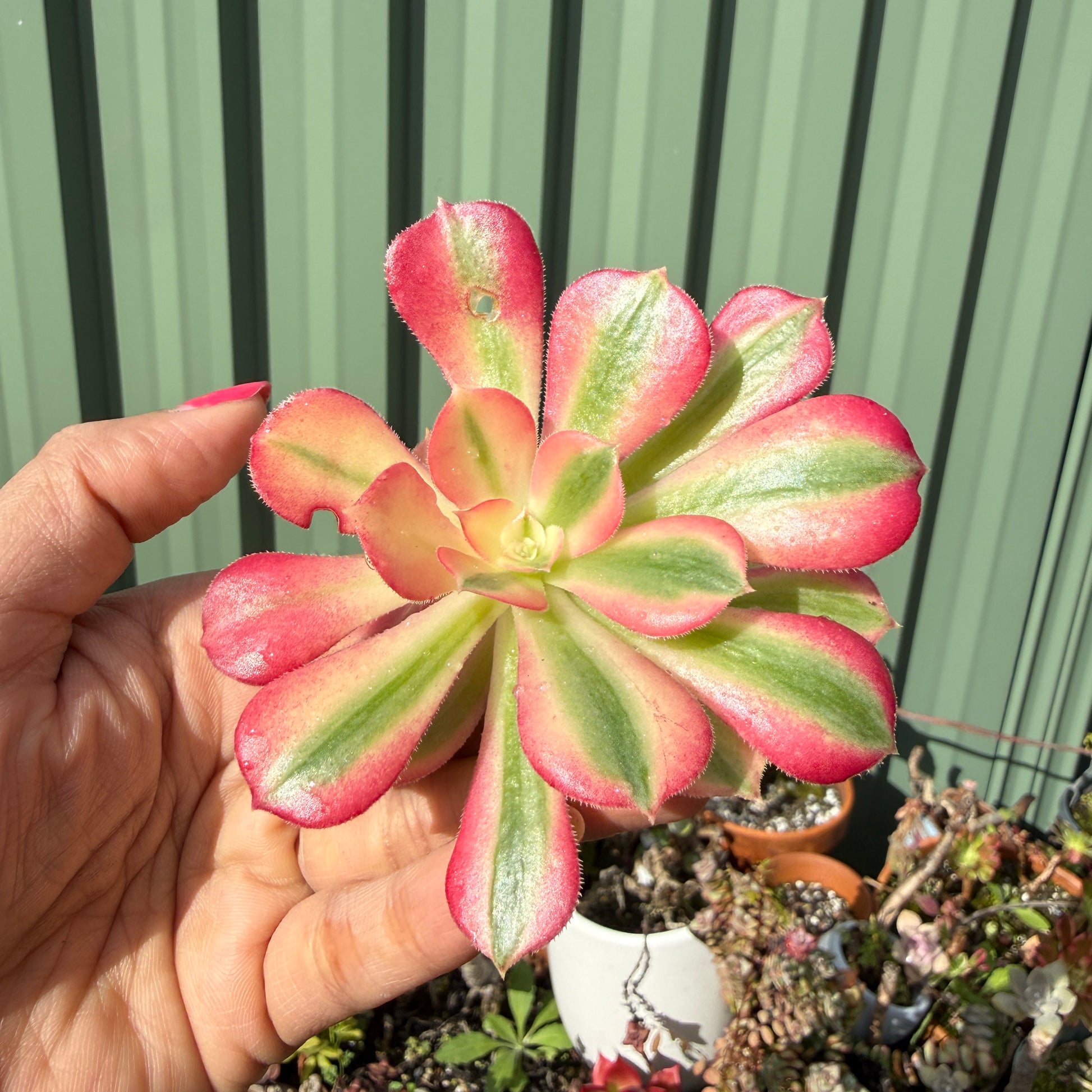 Aeonium ‘Pink Witch’