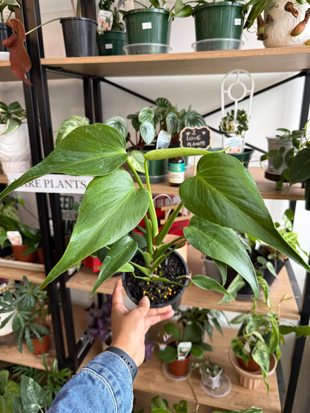 - Monstera Burle Marx Flame rare collector plant