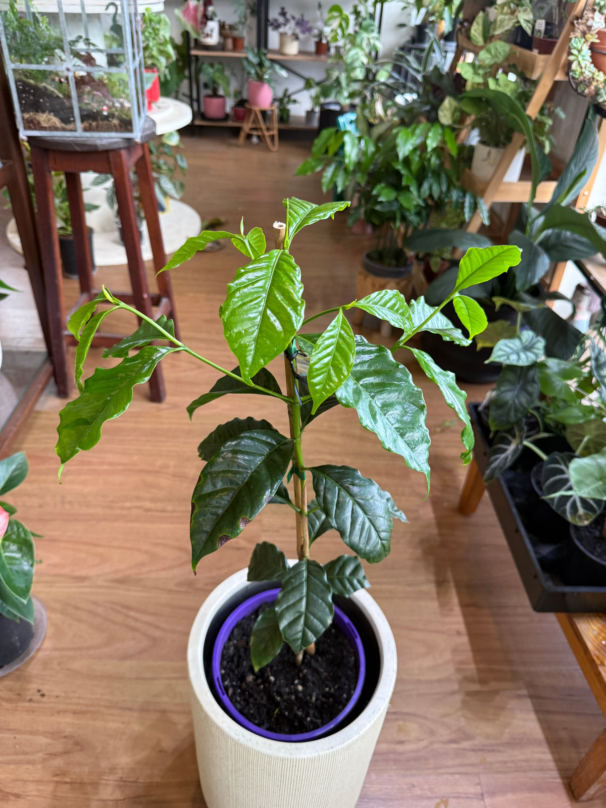 Coffea arabica indoor plant with glossy green leaves