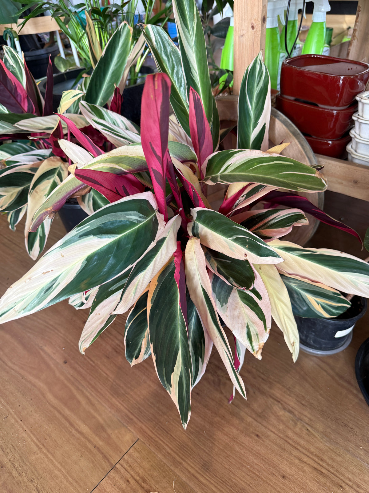 Stromanthe Triostar 'Prayer Plant'