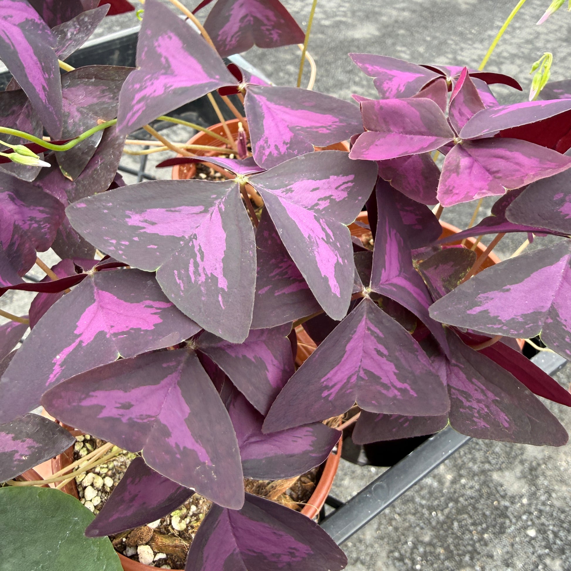 A close-up of a potted purple and pink variegated iron plant (Oxalis triangularis) with heart-shaped leaves, growing in a black tray.