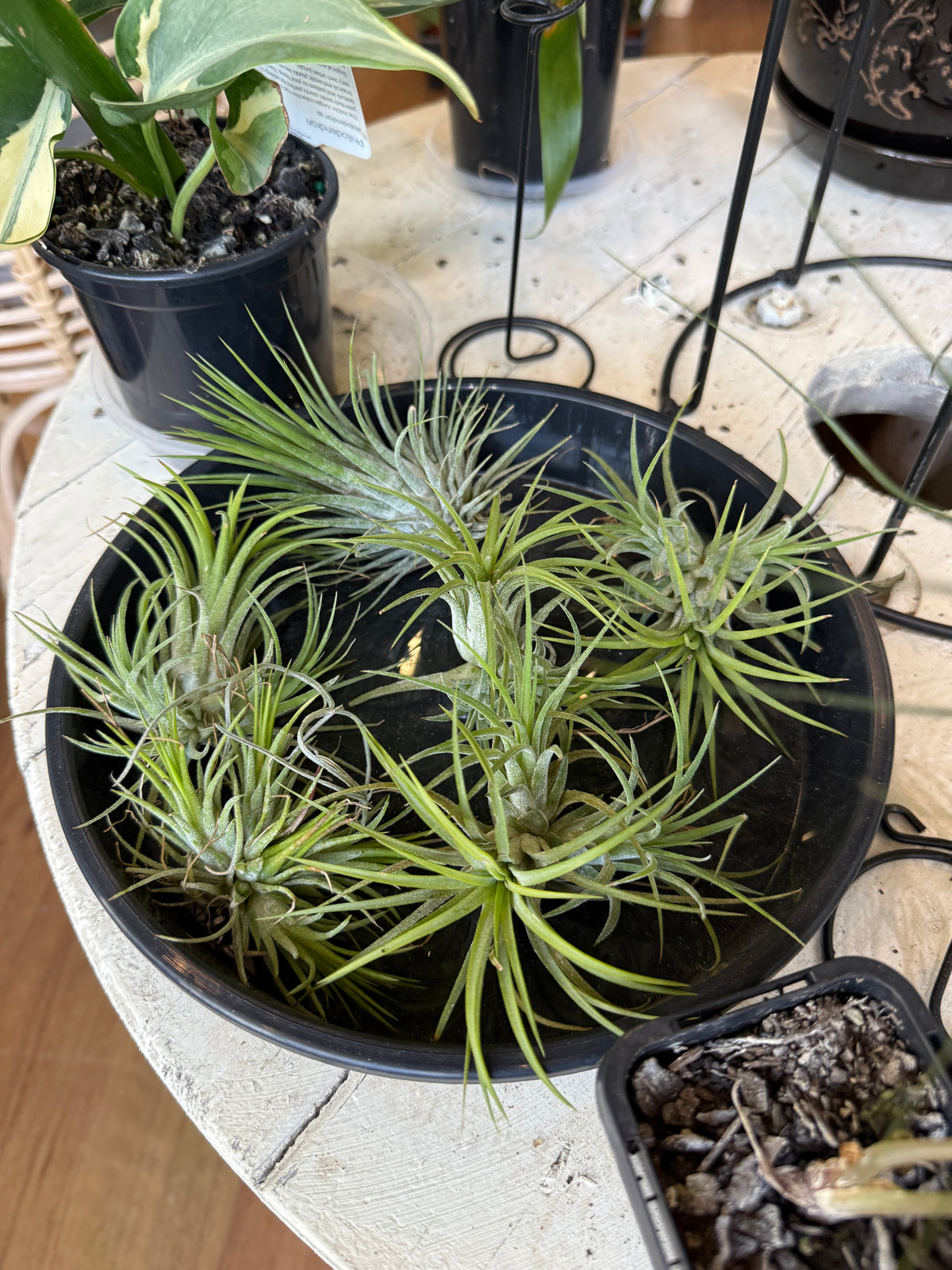 Tillandsia (Mixed)