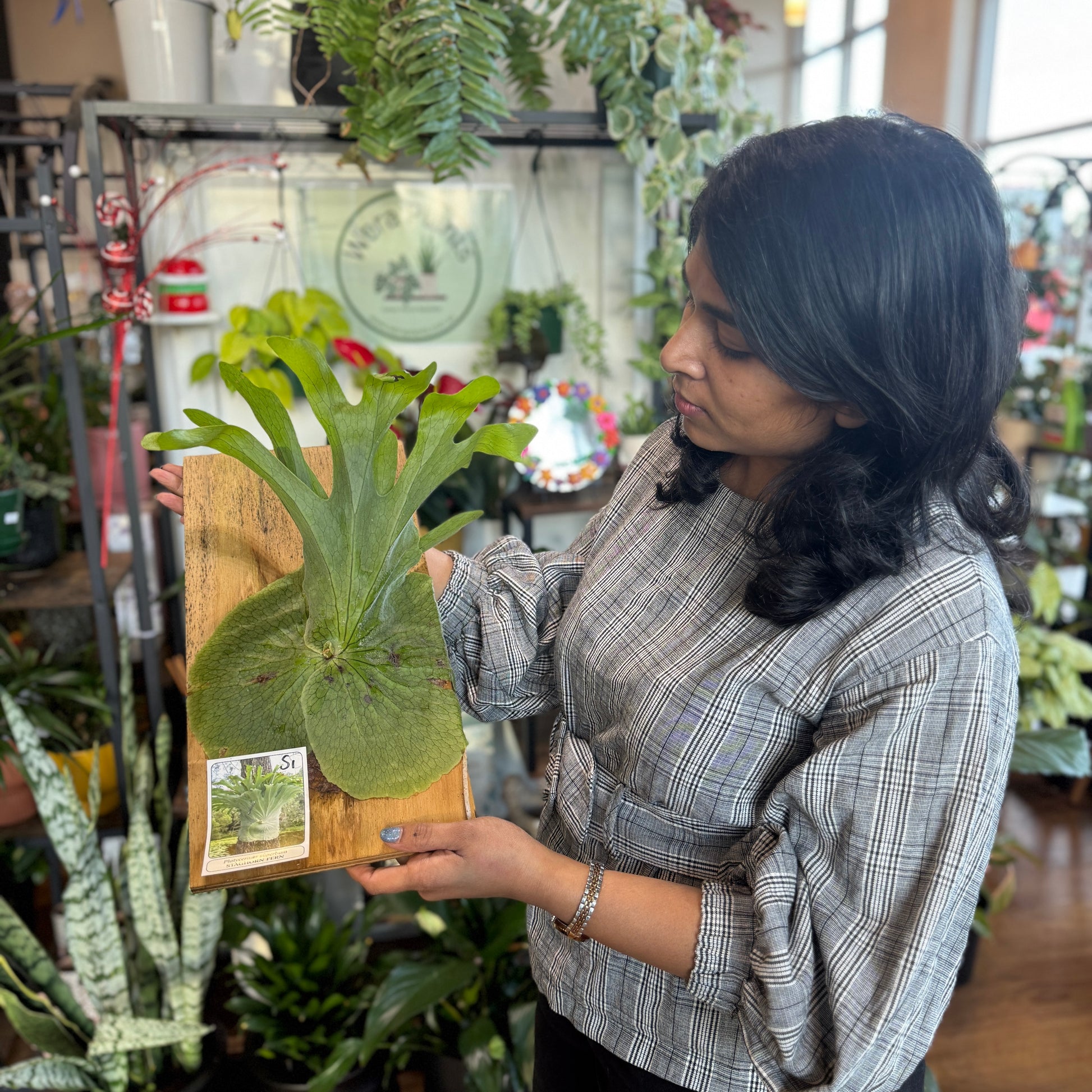 Platycerium superbum giant staghorn fern antler leaves Sydney