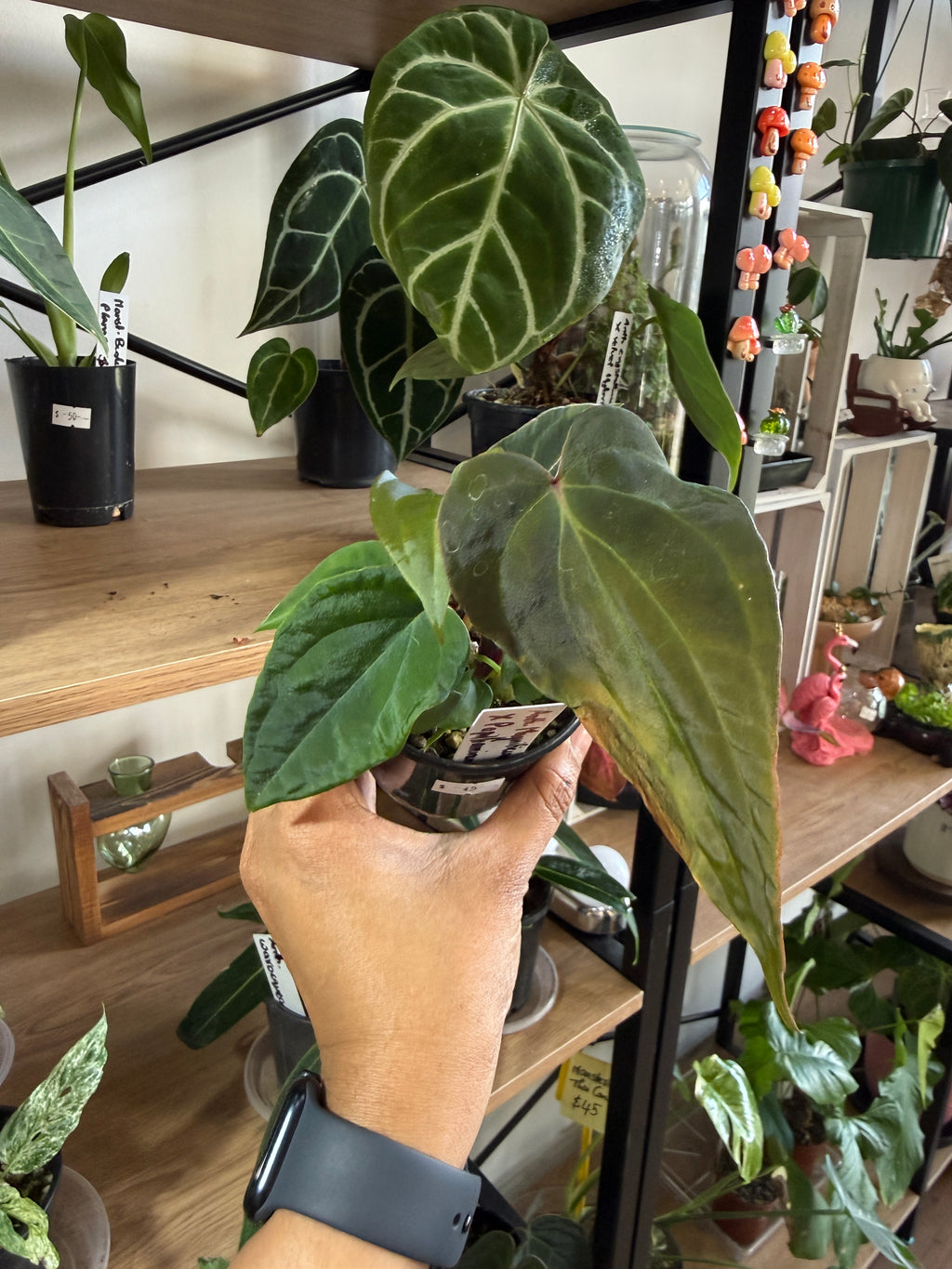 Anthurium Magnificum × Pallidiflorum