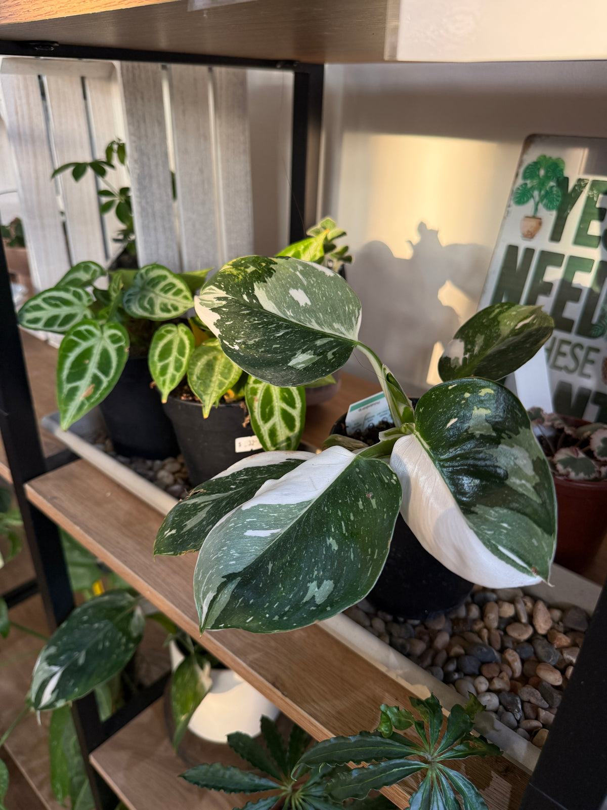 Philodendron Erubescens ‘White Wizard’