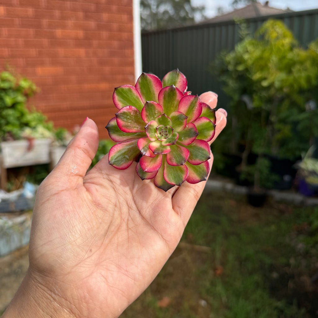 Hand holding a vibrant pink and green succulent plant with a garden background