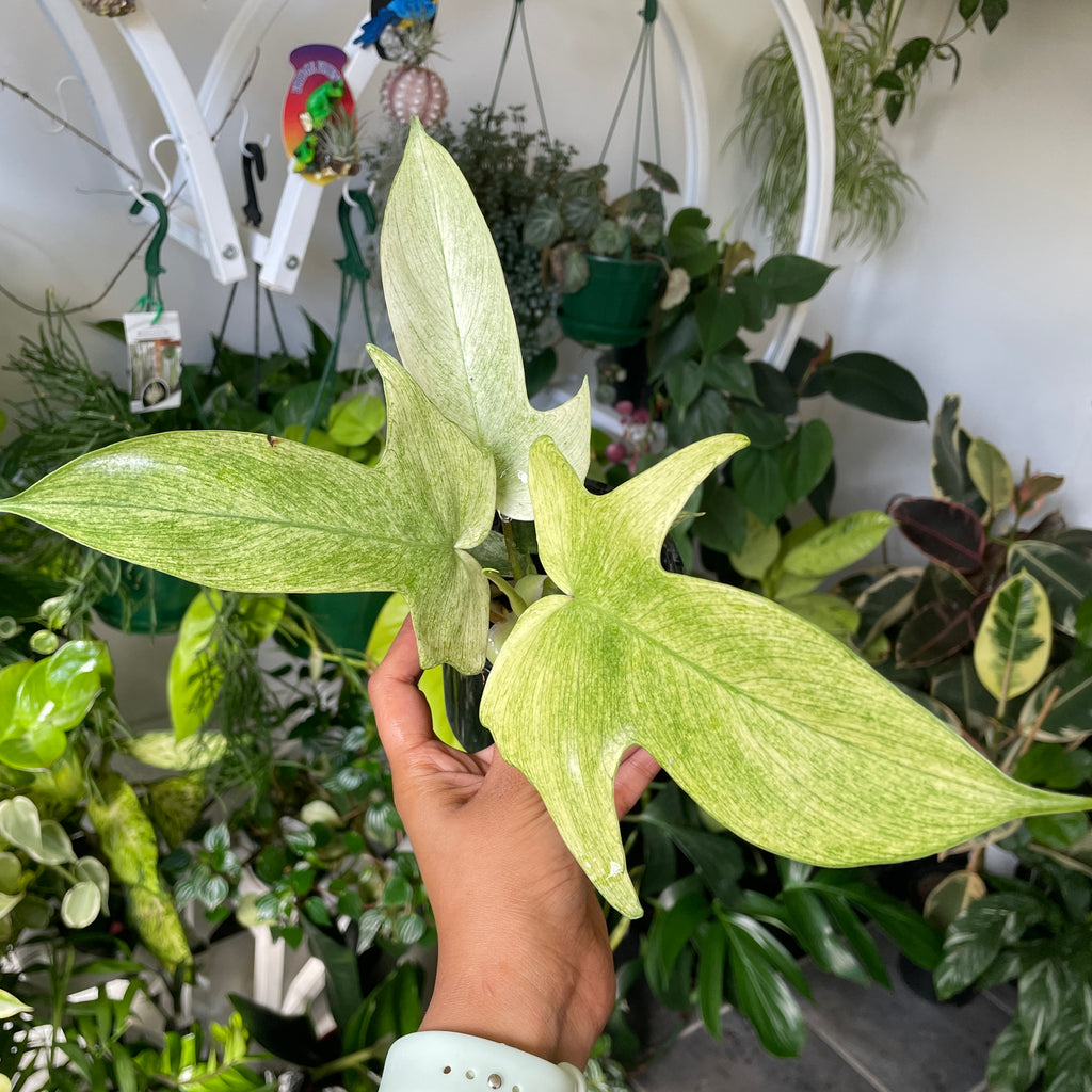 Philodendron Florida Ghost ‘Mint’ - Wera Plants