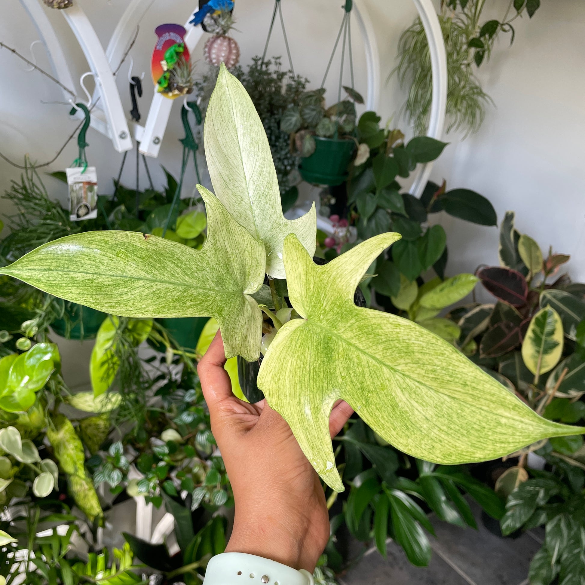 Philodendron Florida Ghost ‘Mint’ - Wera Plants