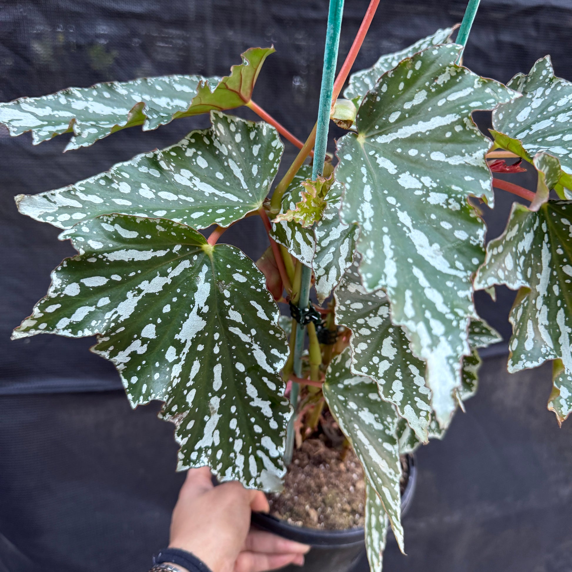 Begonia 'Black Forest'