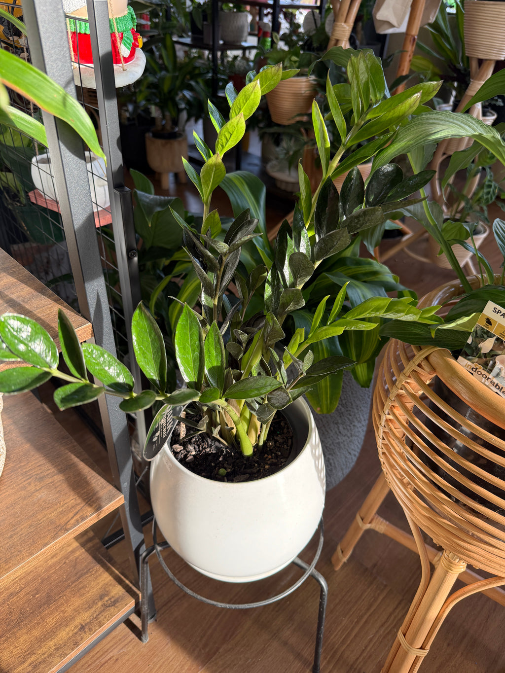 ZZ Plant ‘Raven’