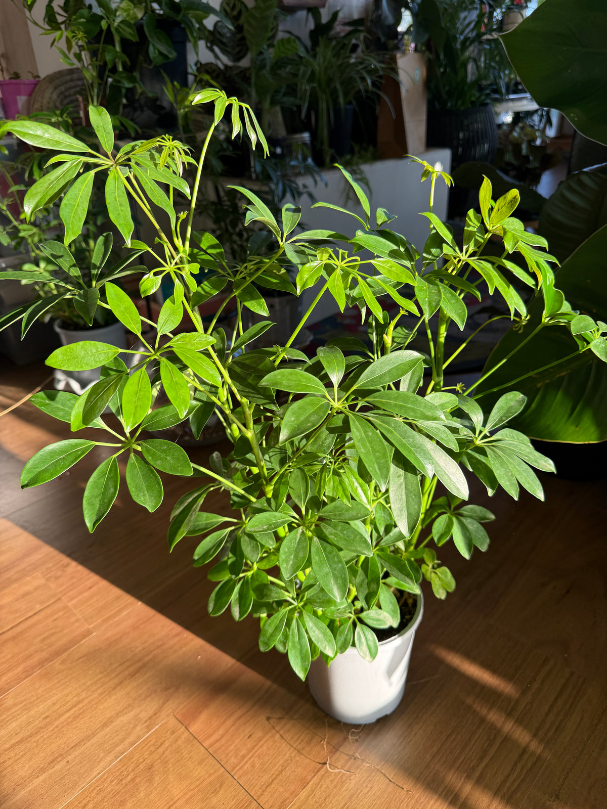 Dwarf Umbrella Tree Schefflera arboricola