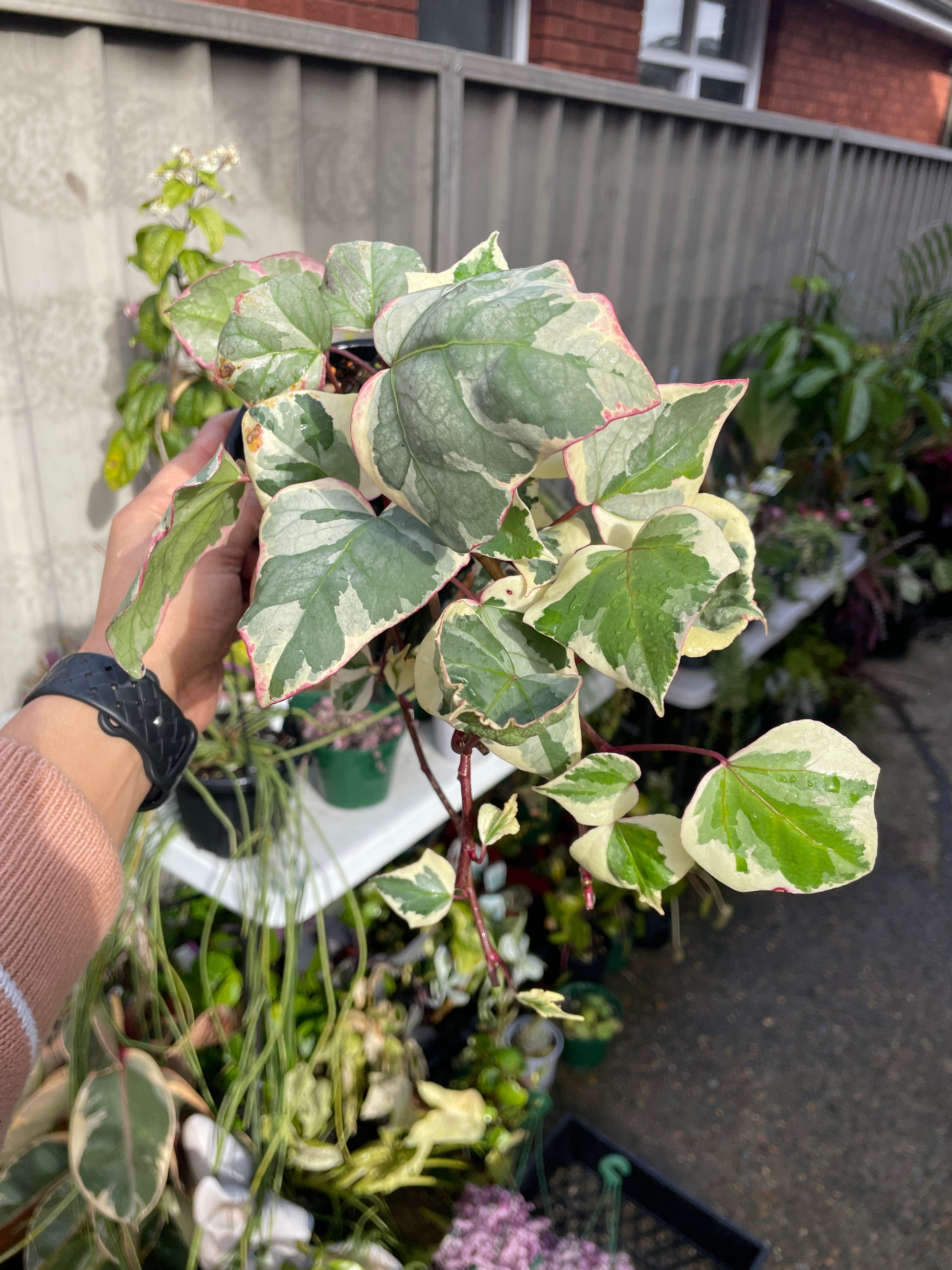 Hedera Variegated Ivy - Wera Plants
