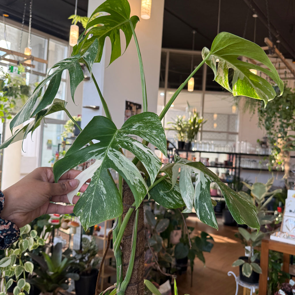 Monstera Albo (Variegated)