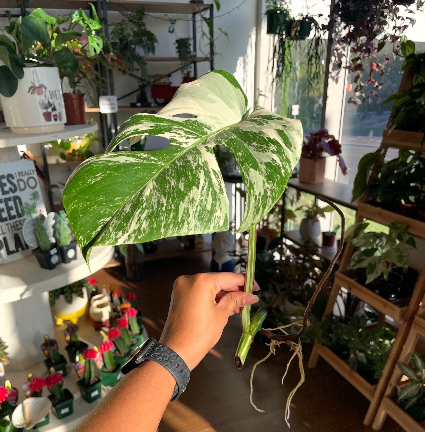 monstera-albo-non-tissue-cultured-cutting-d
