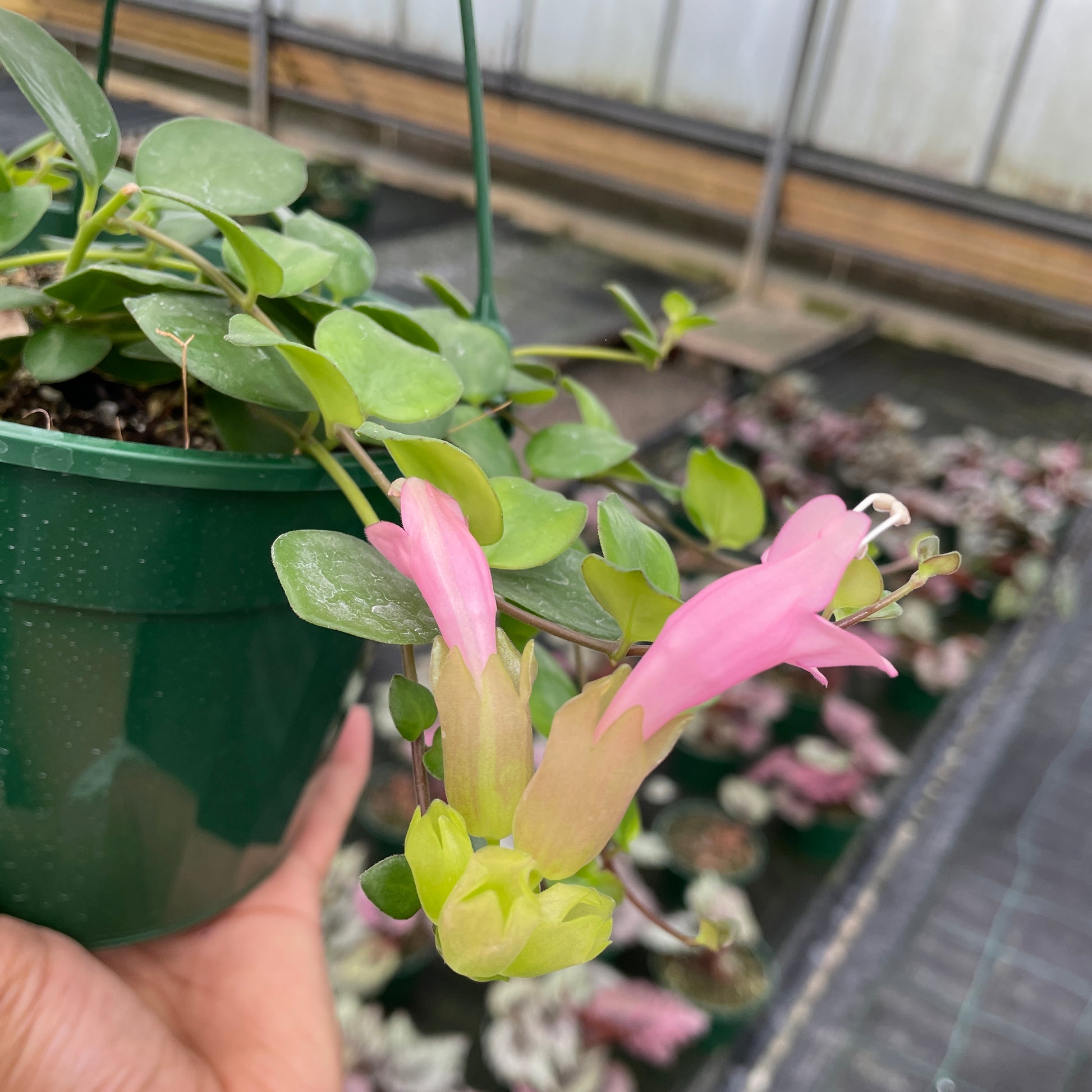 Aeschynanthus Thai Beauty - Wera Plants