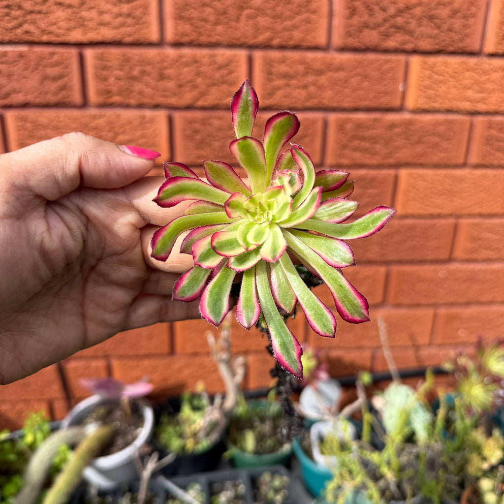 Aeonium ‘Mardi Gras’