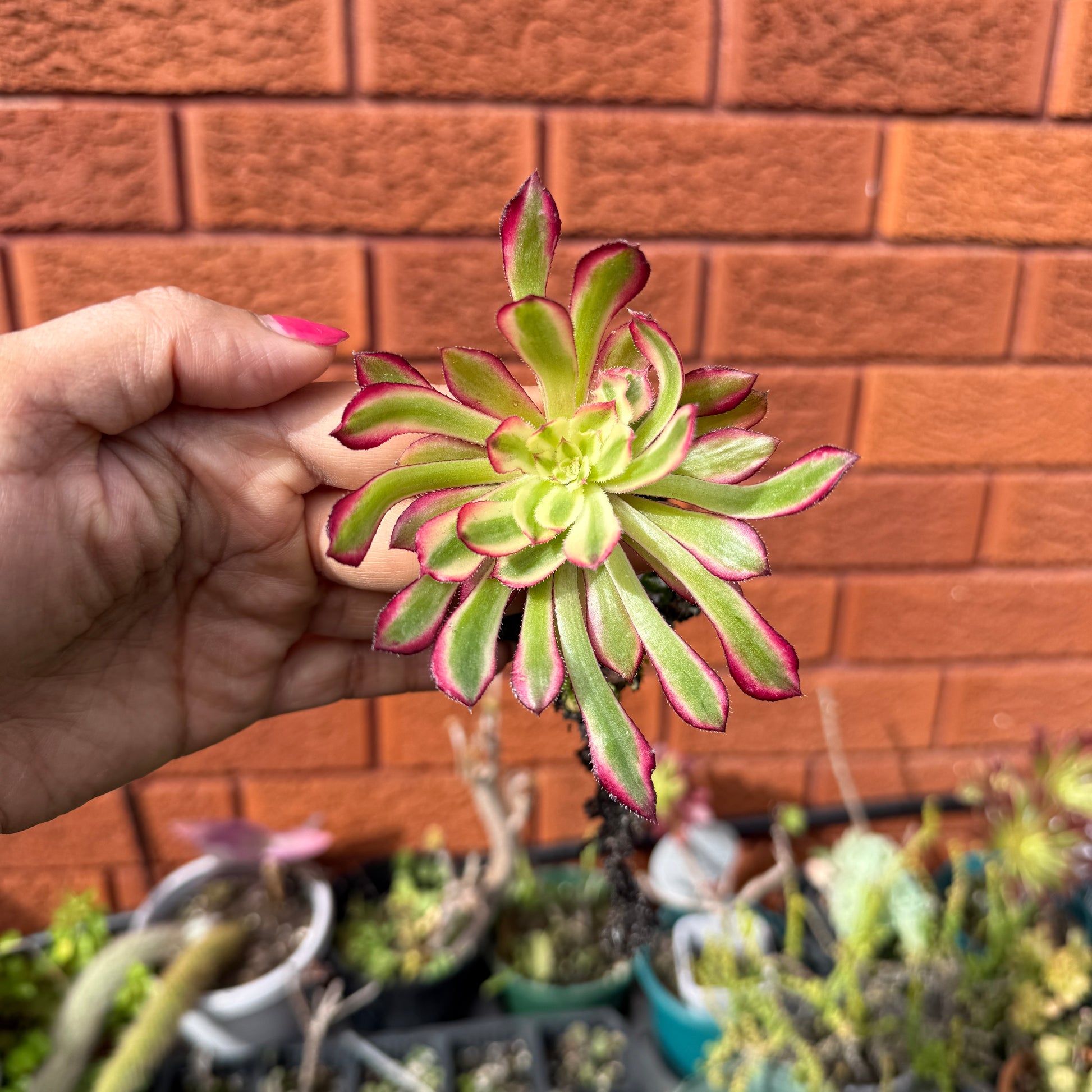 Aeonium ‘Mardi Gras’