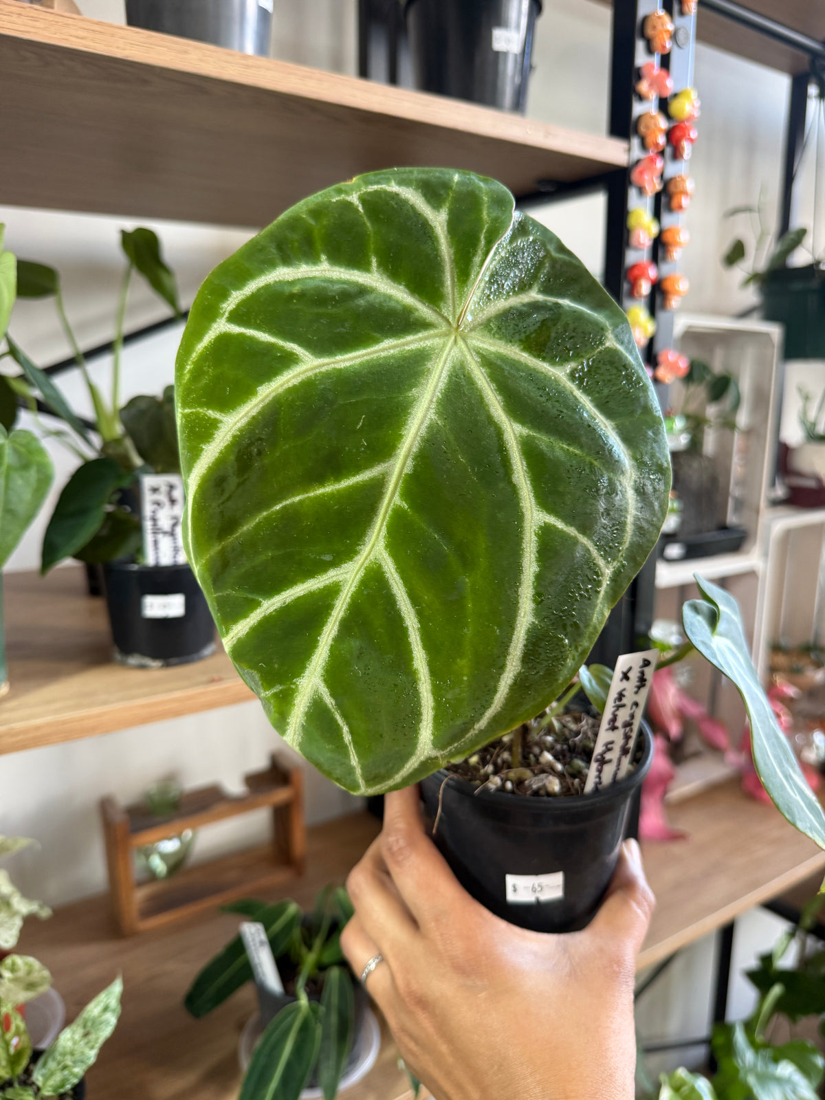 Anthurium Crystallinum × Velvet Hybrid