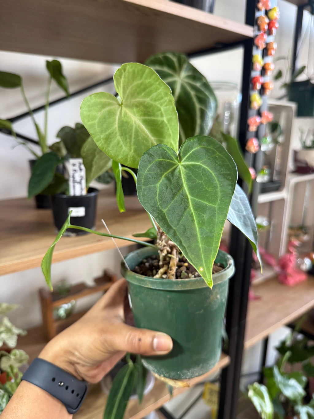 Anthurium 'Clarinervium'