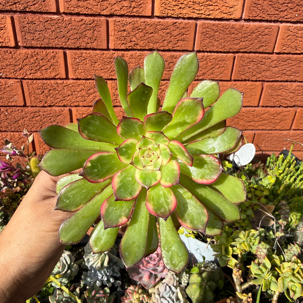 Aeonium Arboreum 'Bronze Teacup'