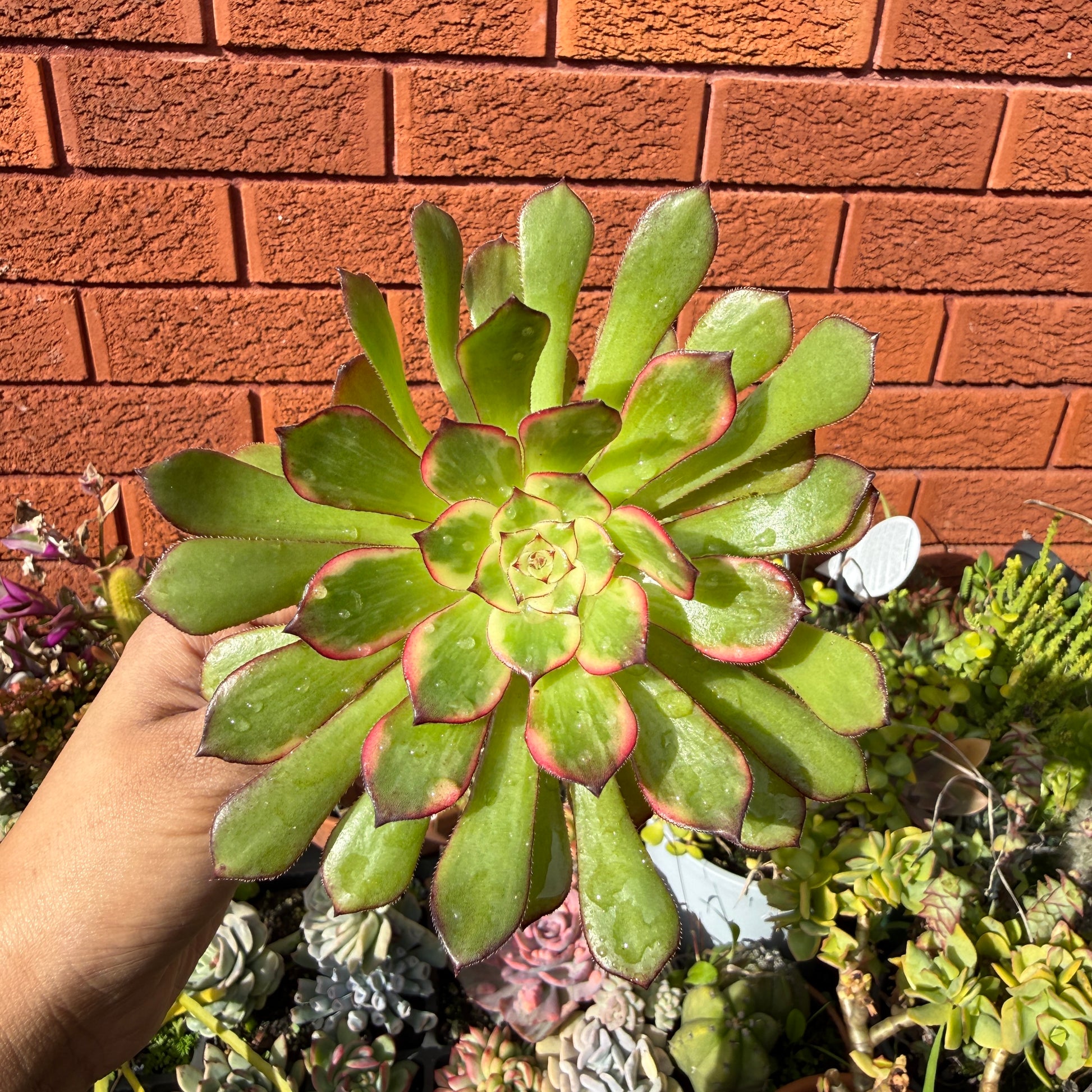 Aeonium Arboreum 'Bronze Teacup'