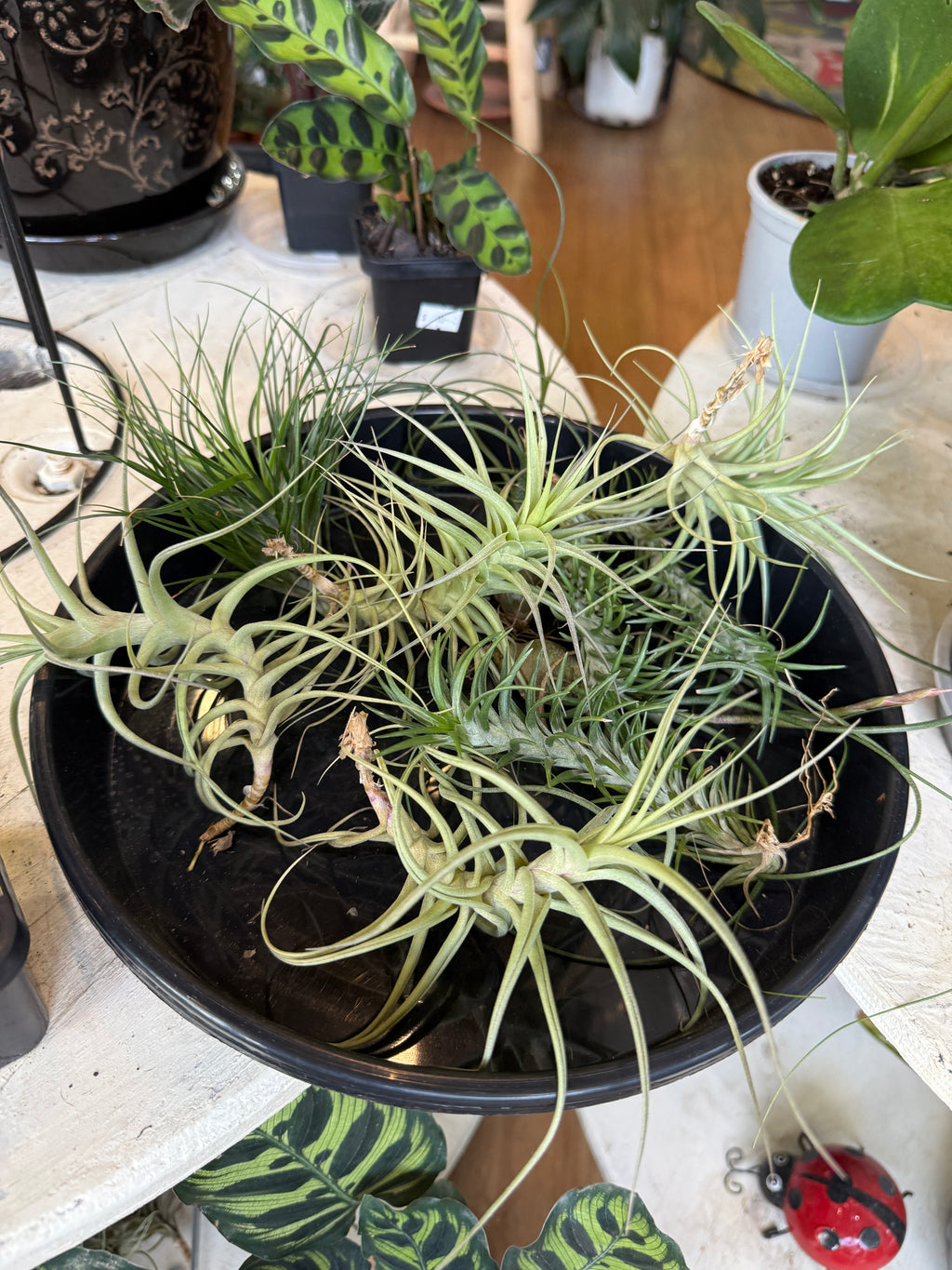 Tillandsia (Mixed)