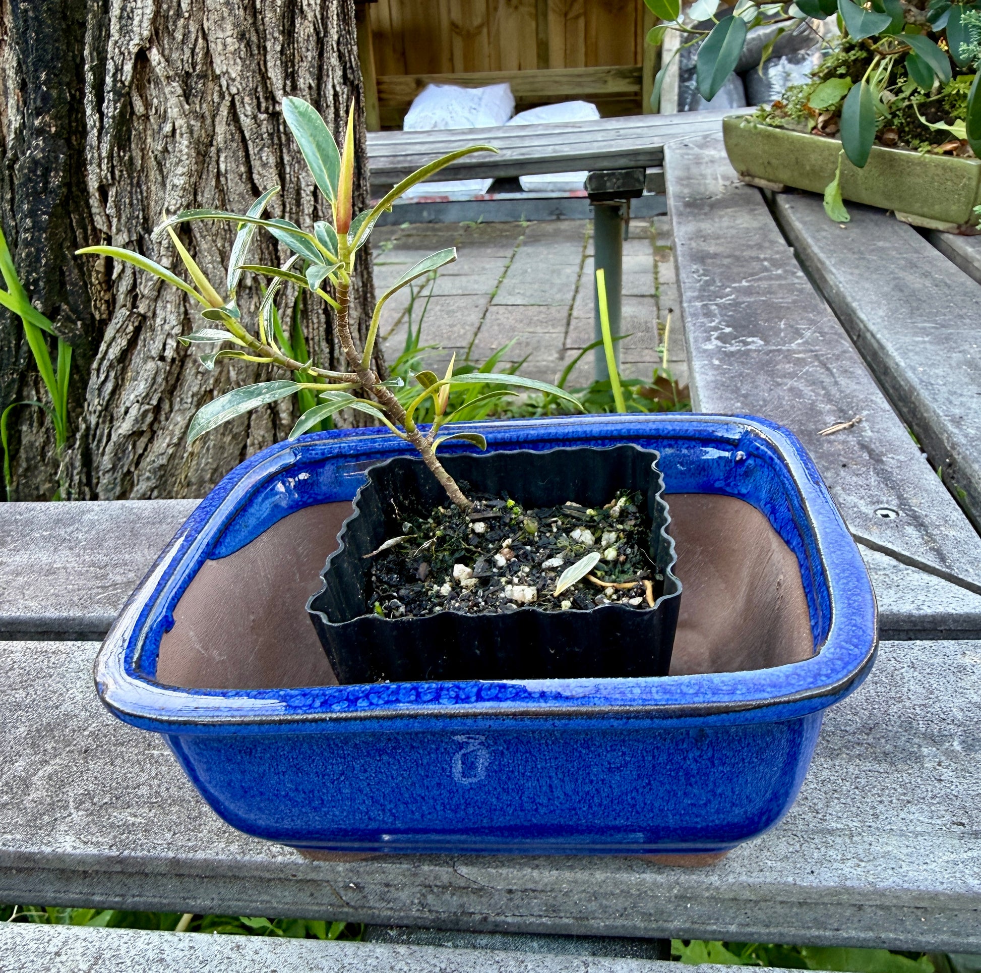 Beginner Bonsai Workshop