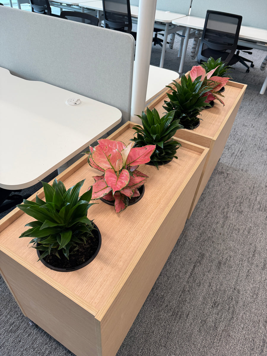 Office Plant Hire