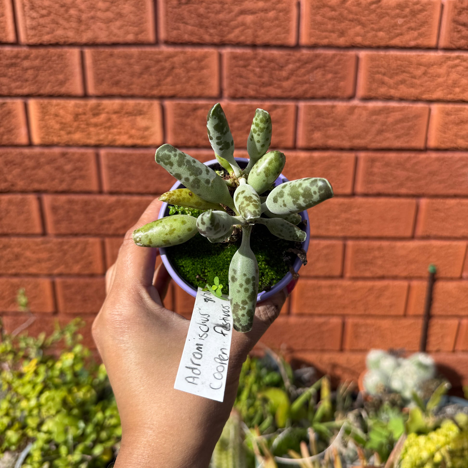 Adromischus cooperi Festive speckled succulent Sydney