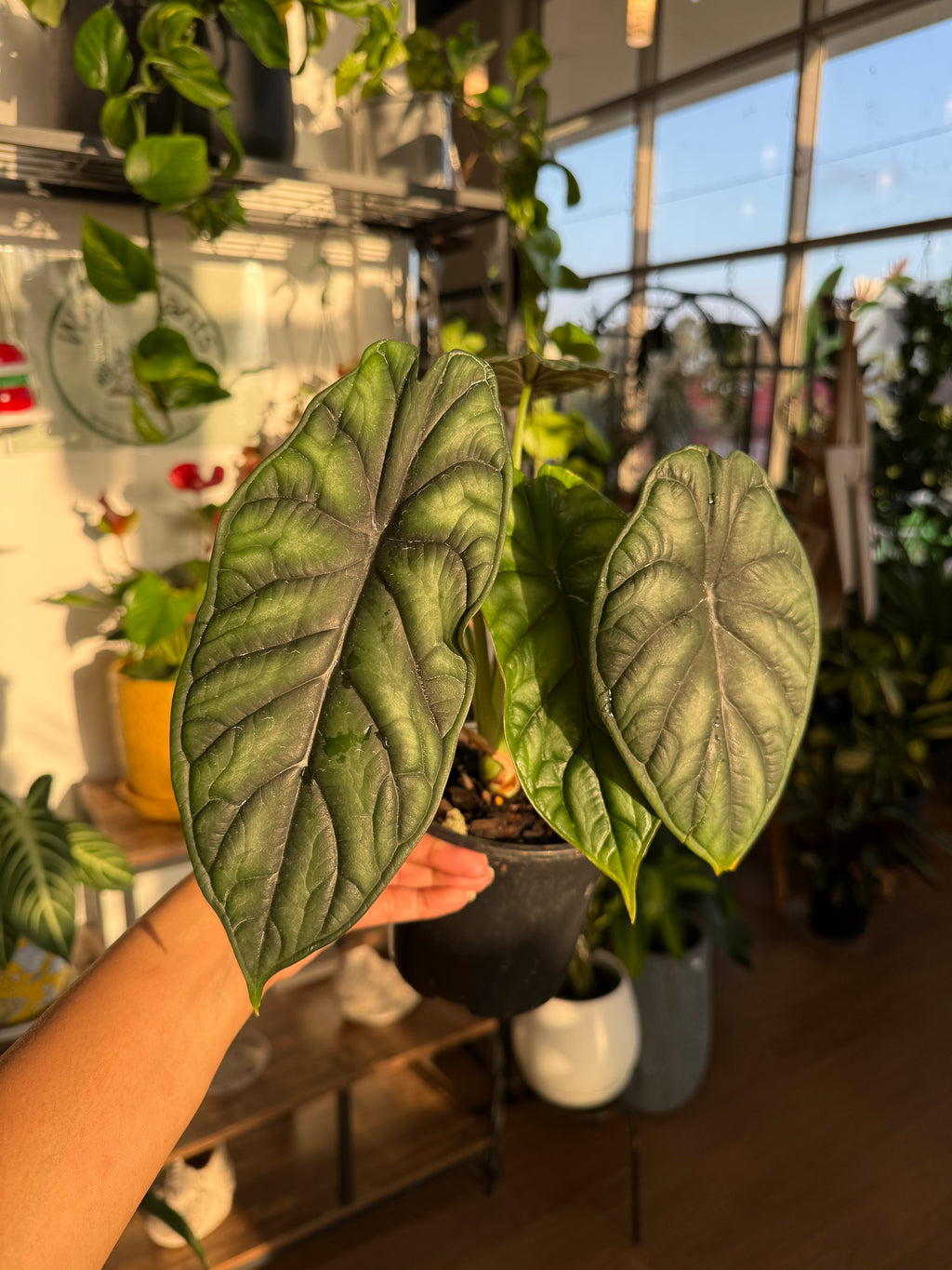 Alocasia Dragon Scale rare tropical indoor plant Sydney