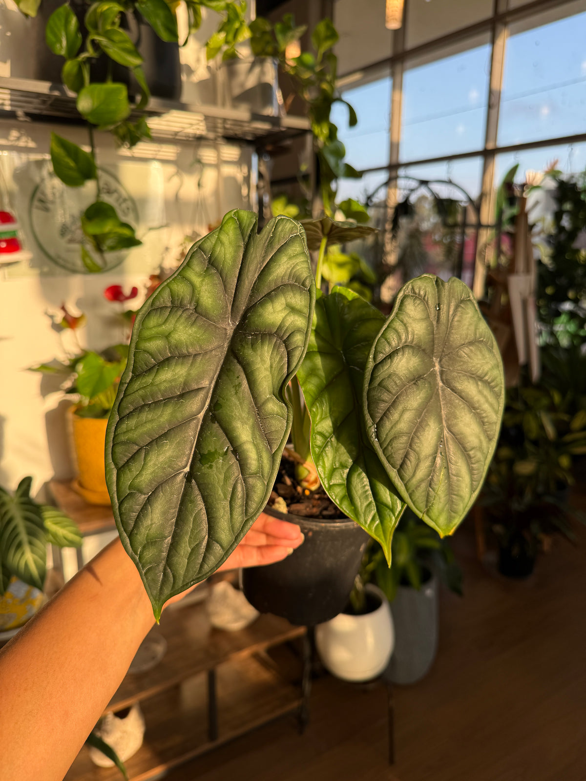 Alocasia Dragon Scale rare tropical indoor plant Sydney
