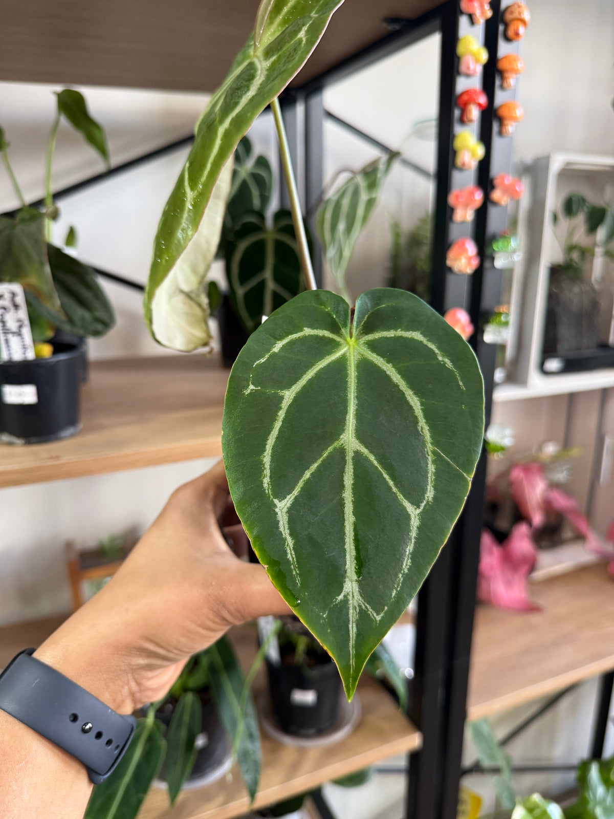 Anthurium Crystallinum × Velvet Hybrid