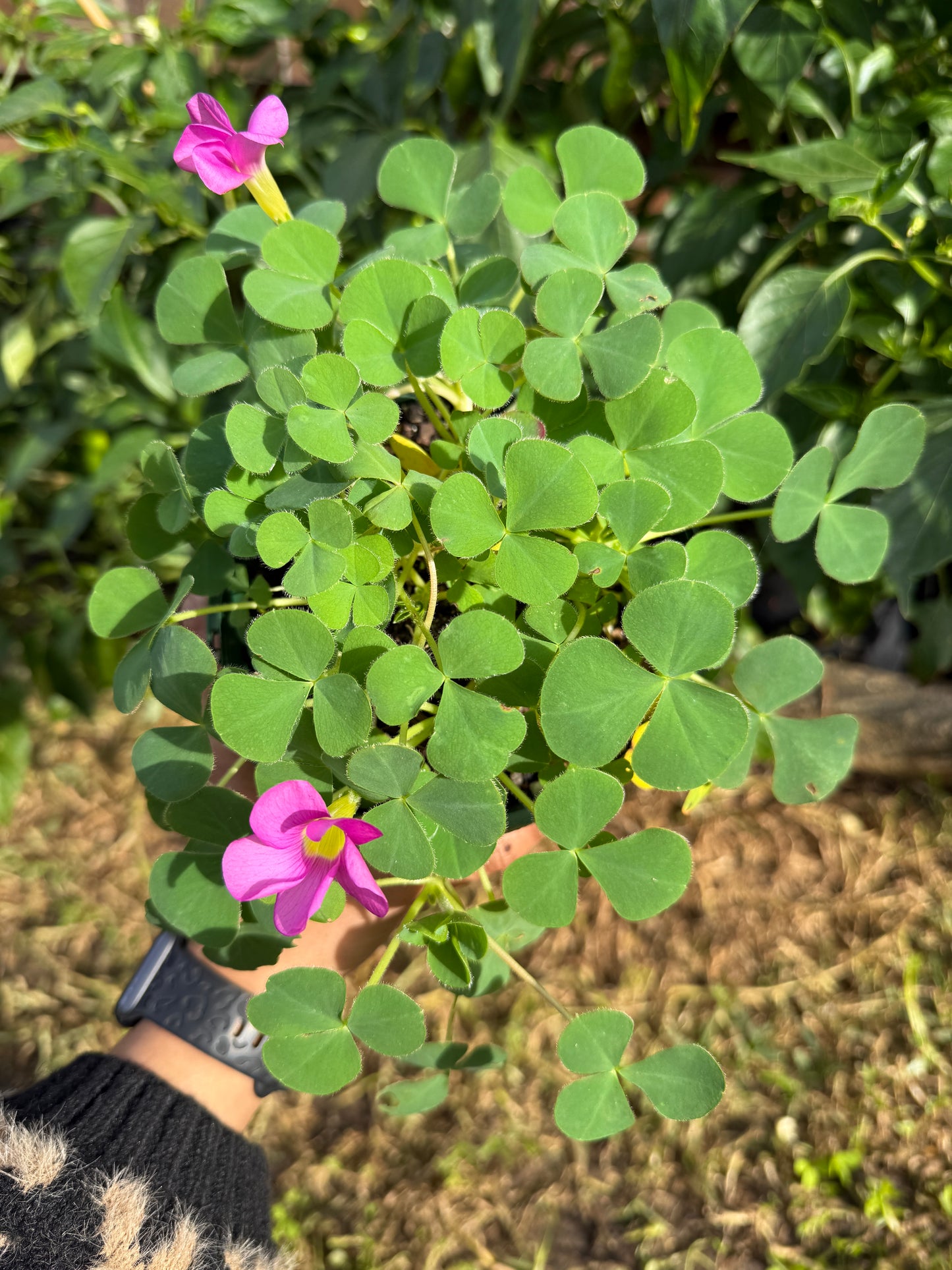 Oxalis Purpurea – Green Leaf
