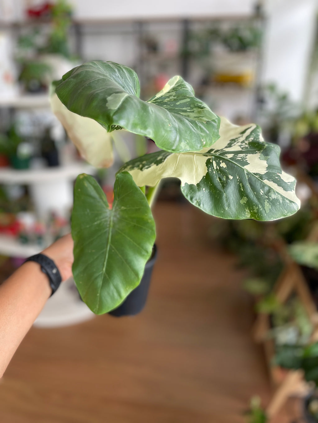 Alocasia Macrorrhizos Variegata