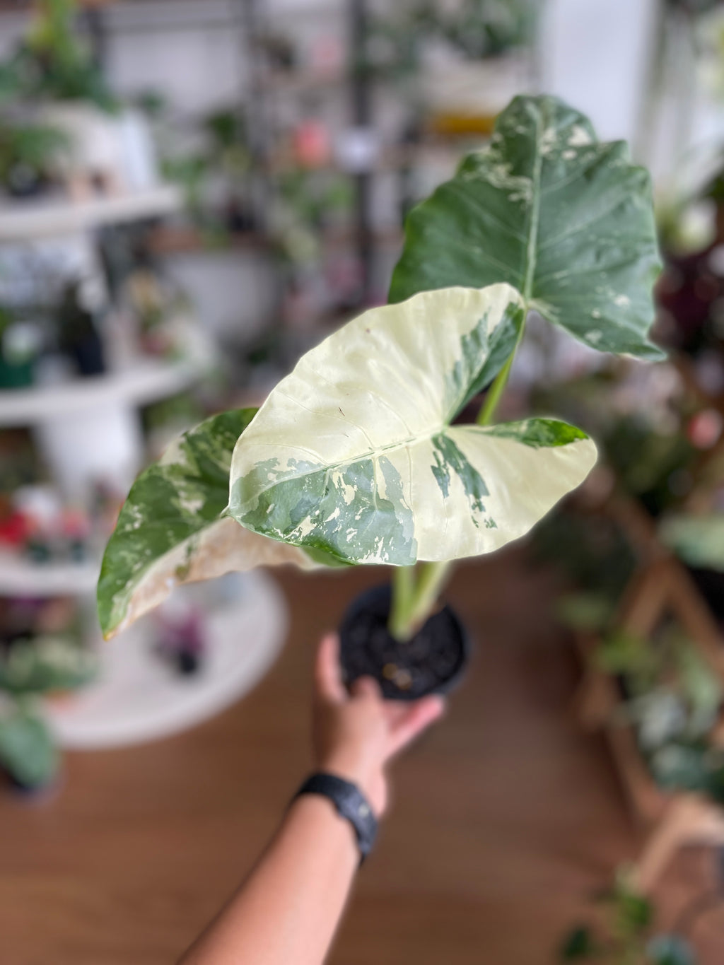 Alocasia Macrorrhizos Variegata