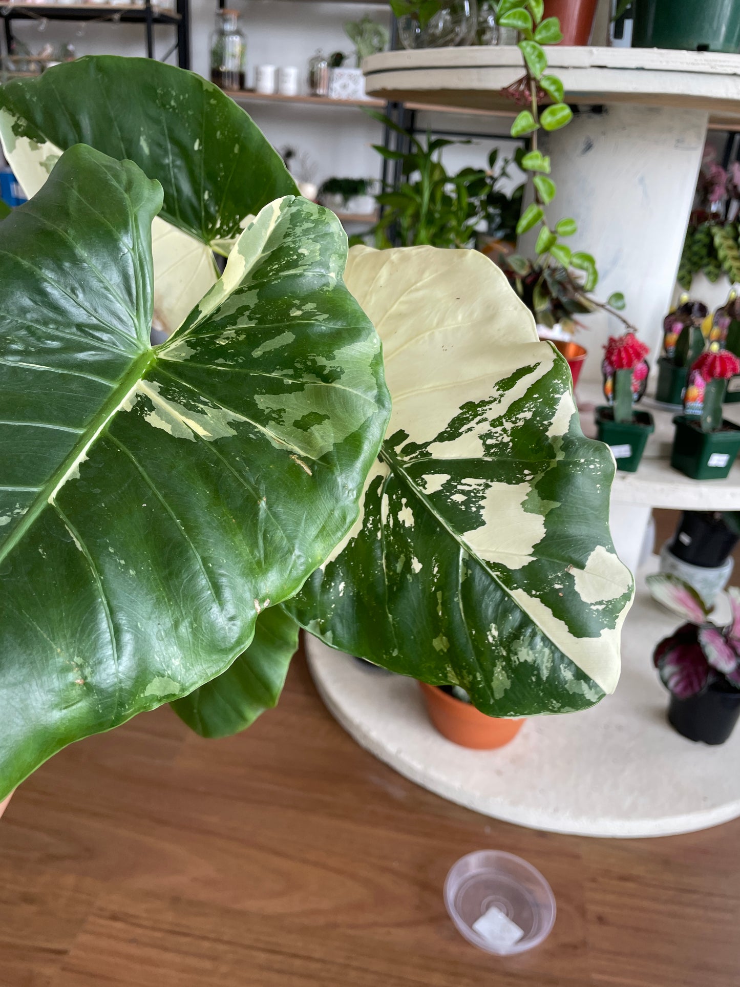 Alocasia Macrorrhizos Variegata