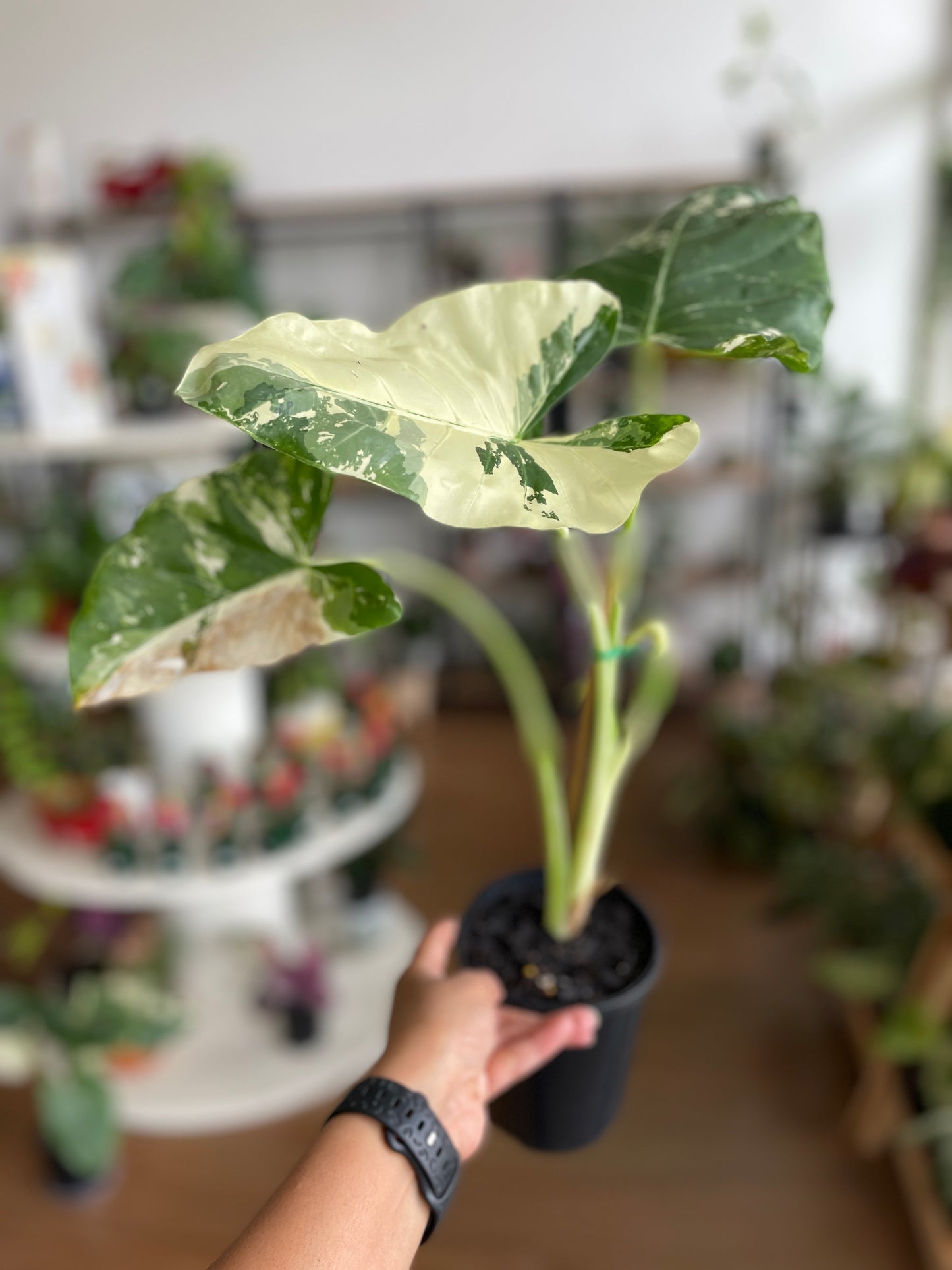 Alocasia Macrorrhizos Variegata
