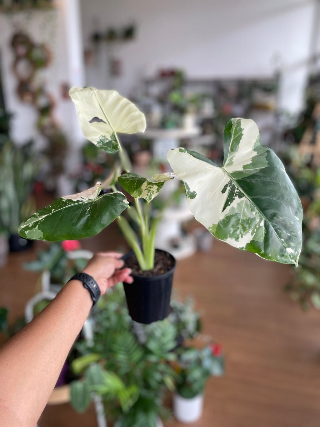 Alocasia Macrorrhizos Variegata