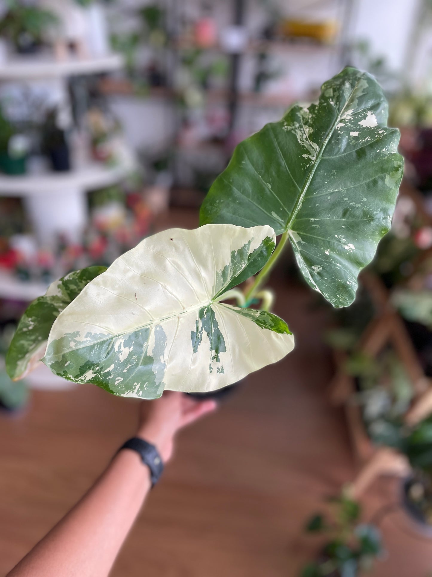 Alocasia Macrorrhizos Variegata