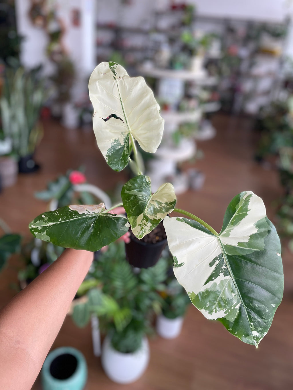 Alocasia Macrorrhizos Variegata