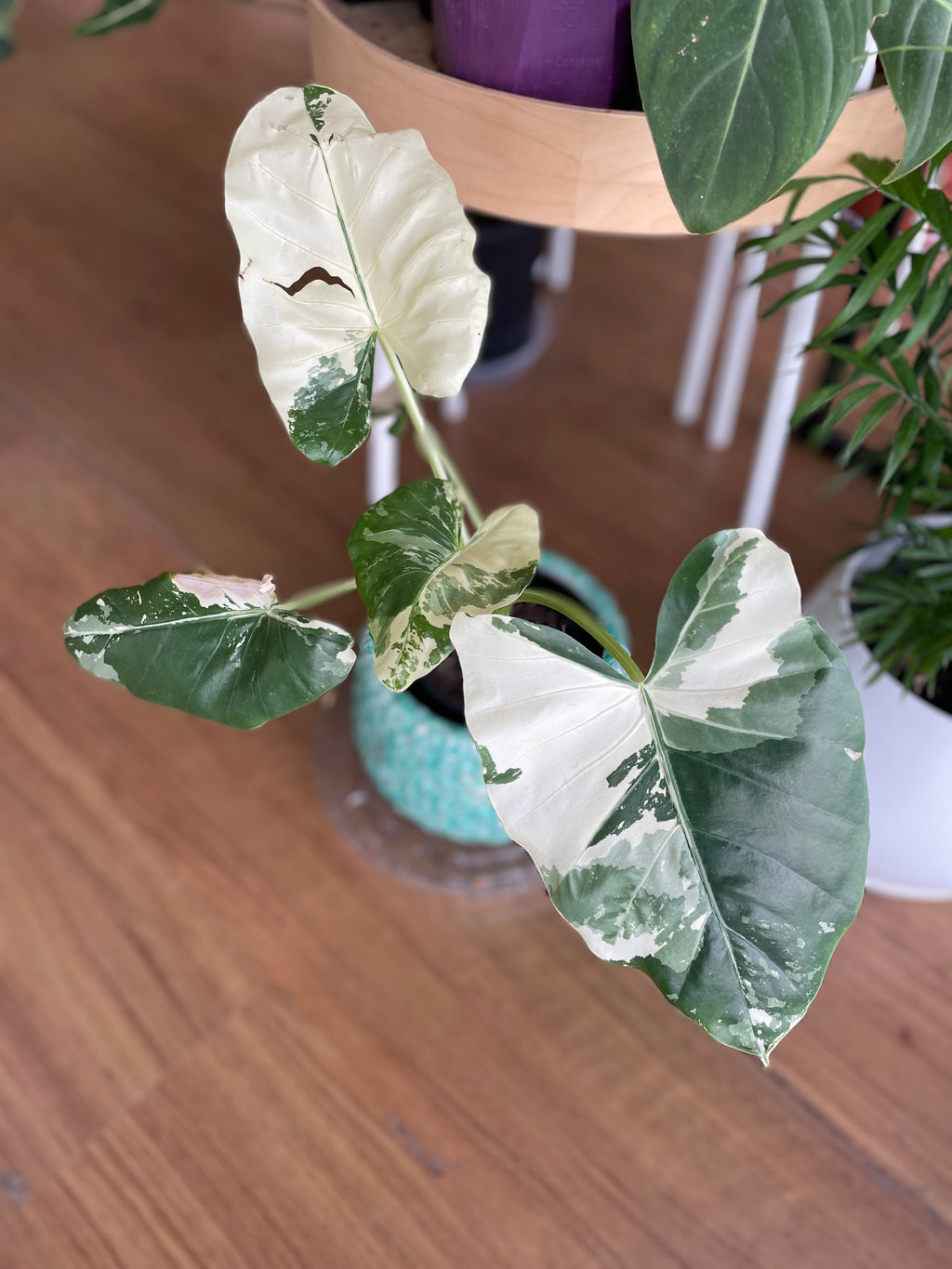 Alocasia Macrorrhizos Variegata