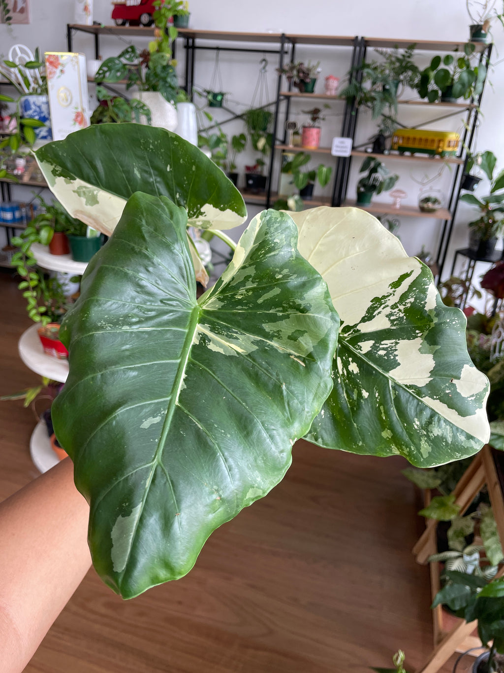 Alocasia Macrorrhizos Variegata